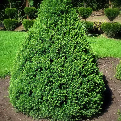 Ель канадская Conica C80 180-200 Bor 2017 