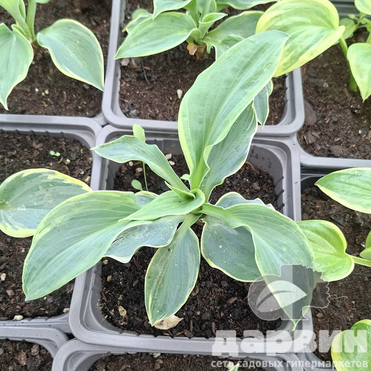 Хоста Пиззас v2 Tim 