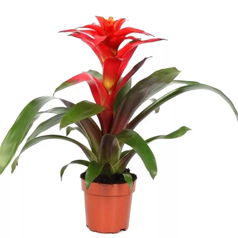 Гузмания микс d12 h40 