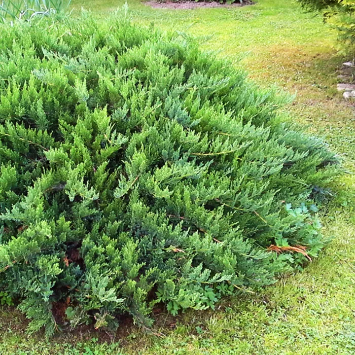 Растение можжевельник обыкновенный Грин Карпет 90 cm stam cont. 5,0L Mt 