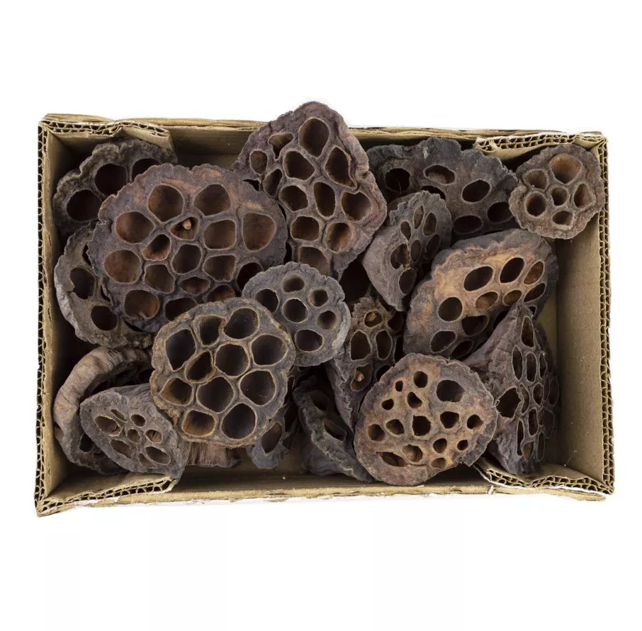 Сухоцветы Лотос набор 18шт 4-10см, натуральный по цене 