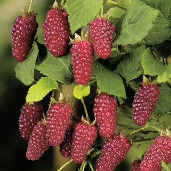 Ежемалина Букингем Тайбери С2 Db 