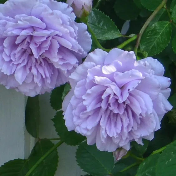 IMG_20260426_221527_152