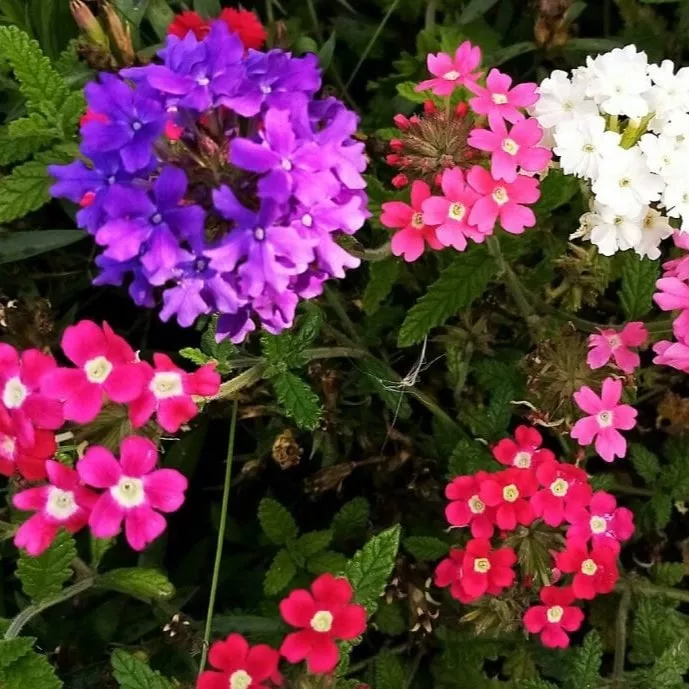 Вербена в ассортименте кассета 6шт ЕГ 