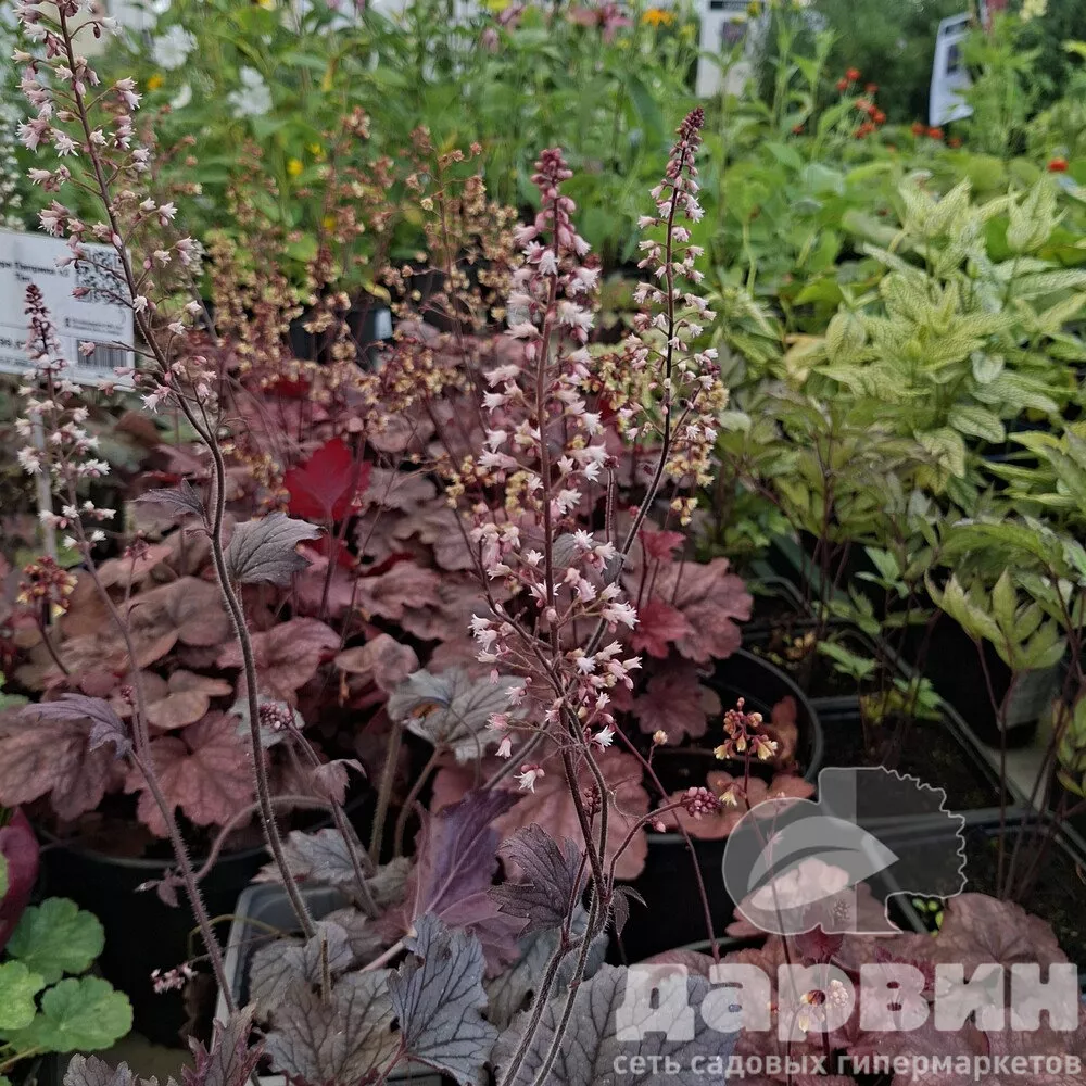Гейхера Плюм Каскад v2Tim 