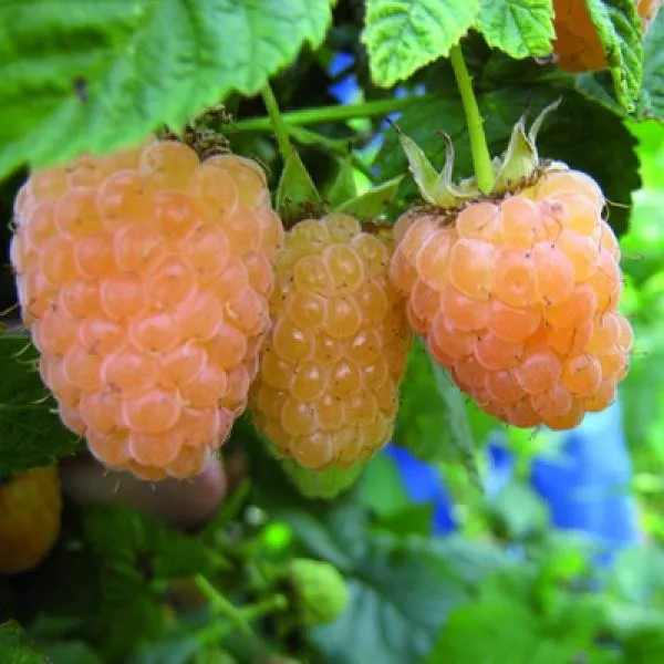 Малина Алтайская десертная желтая v2-3 