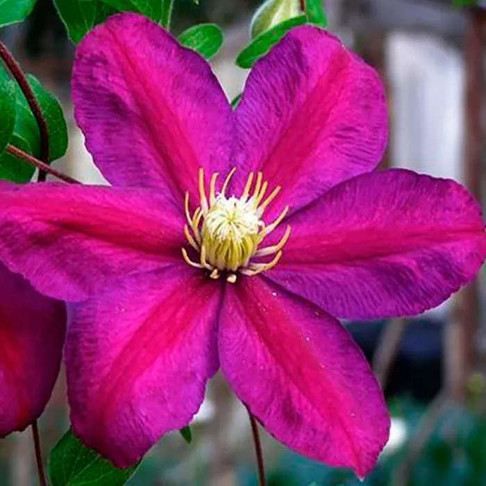 Клематис Сансет Р9 CL 