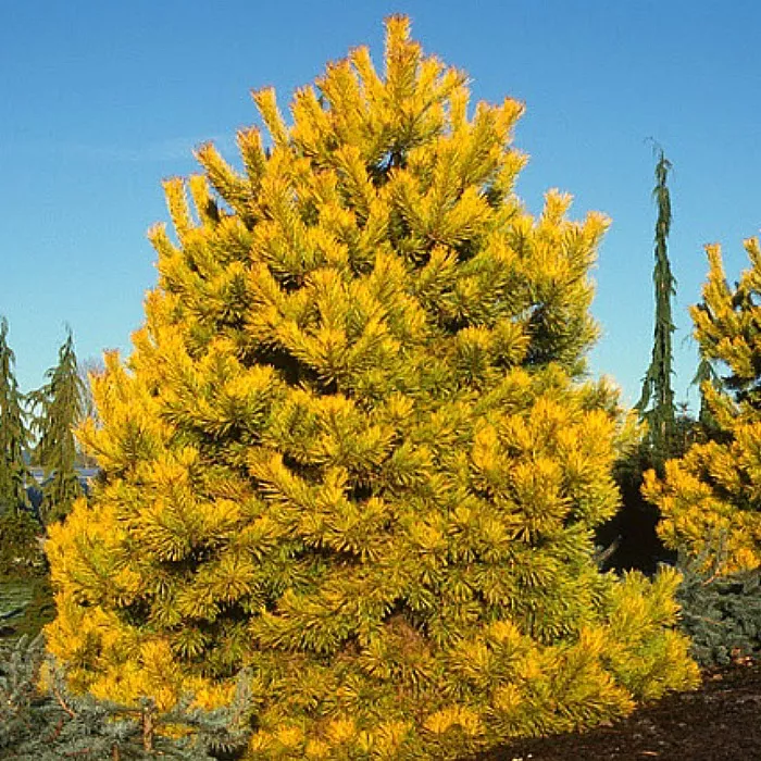Растение ель обыкновенная Магнифика ауреа 35-40 KG 