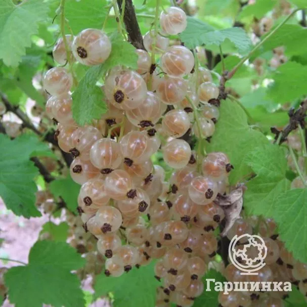 Смородина Булонь белая v2 ЦО 