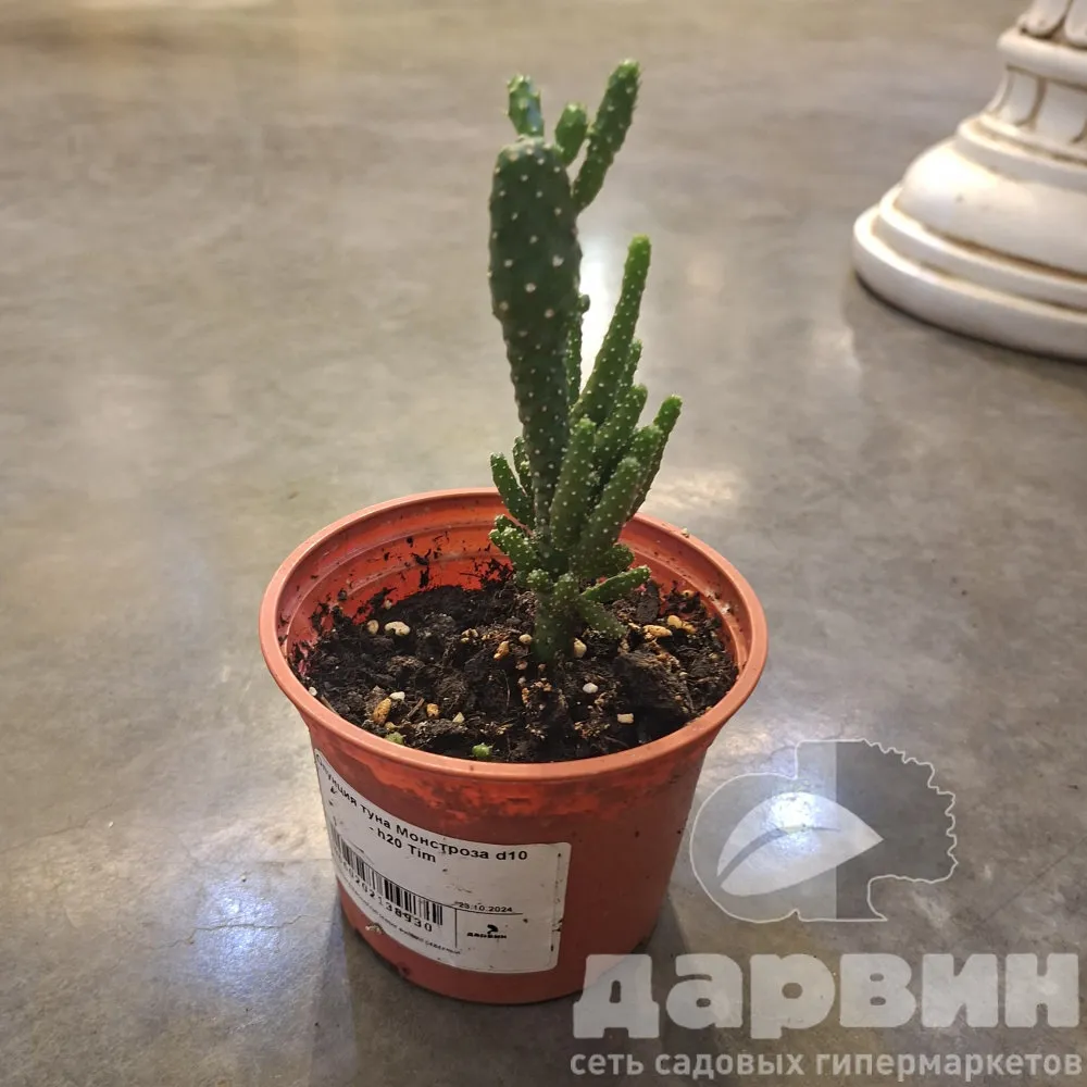 Опунция туна Монстроза d10 - h20 Tim 