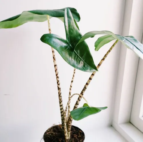 Алоказия Зебрина d12 ХР 