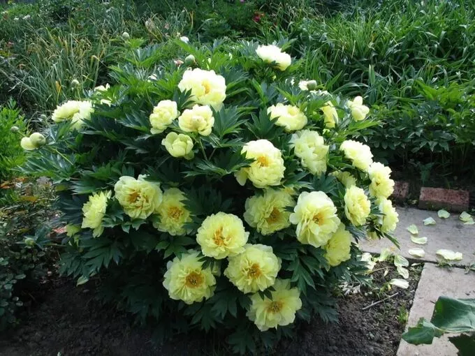 Пион ито-гибрид Бартзелла v7 Tim 