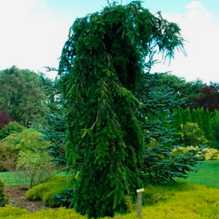 Растение пихта белая Пендула C7.5 60-70 cm Mt 