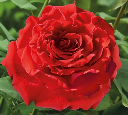 Роза плетистая Грандесса в коробке ЦО 