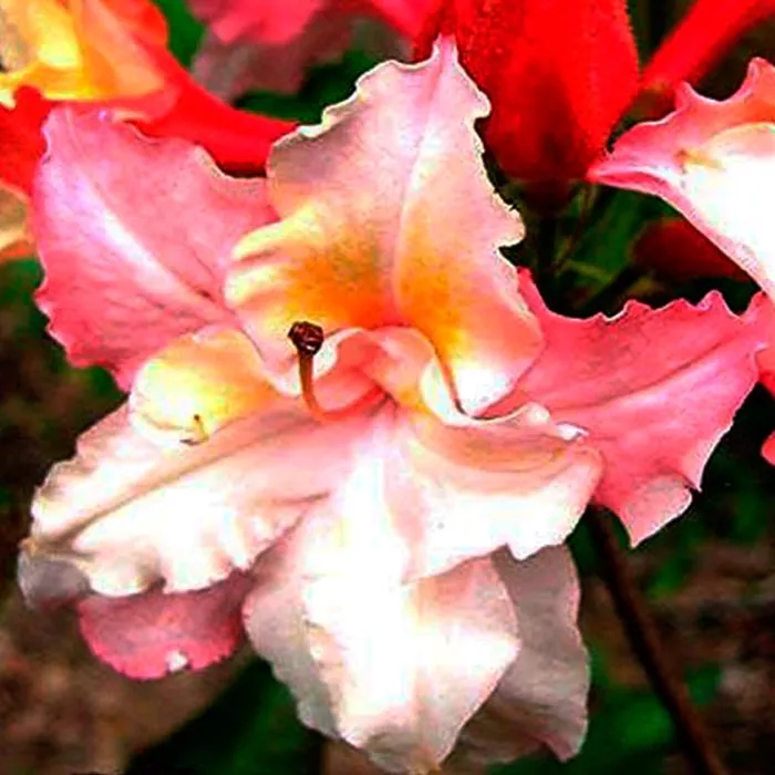 Азалия гибридная Сесиль v5 