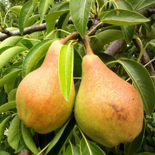 Груша Бессемянка мичуринская v 5-10 