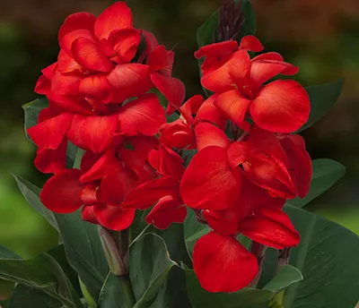 Корневище НВМ Канна Хеппи Кармен 1шт/уп 