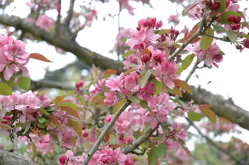 Яблоня декоративная Хопа С7,5 Н80-100 ЦО 
