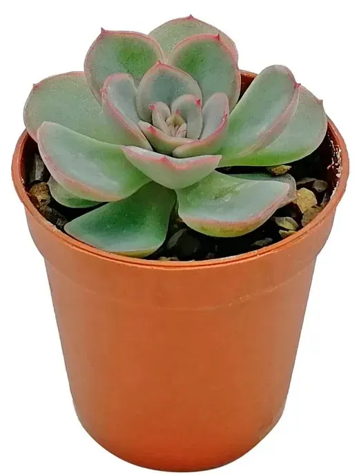 Эхеверия Минима d11 h15 