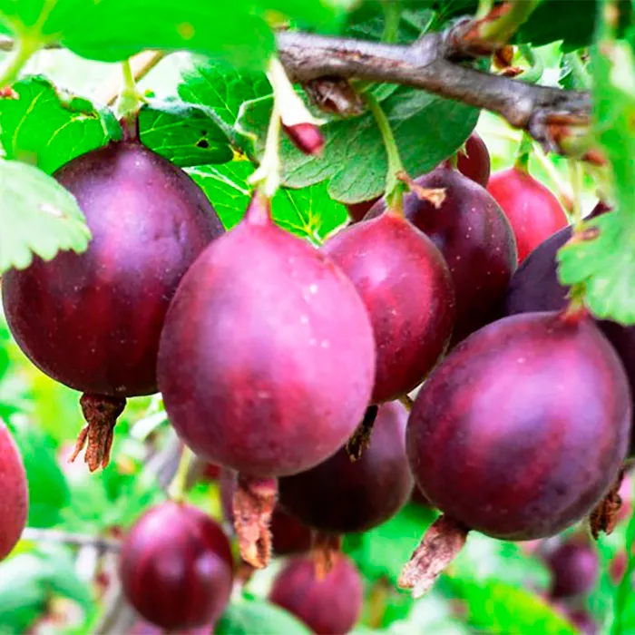 Крыжовник Салют красный в коробке Tim 