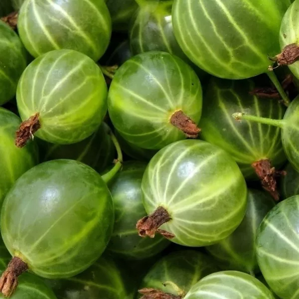 Крыжовник Зеленый дождь, зеленый Р9 Tim 