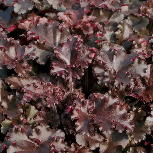 Гейхера Мелтинг Файер d12 ХР 