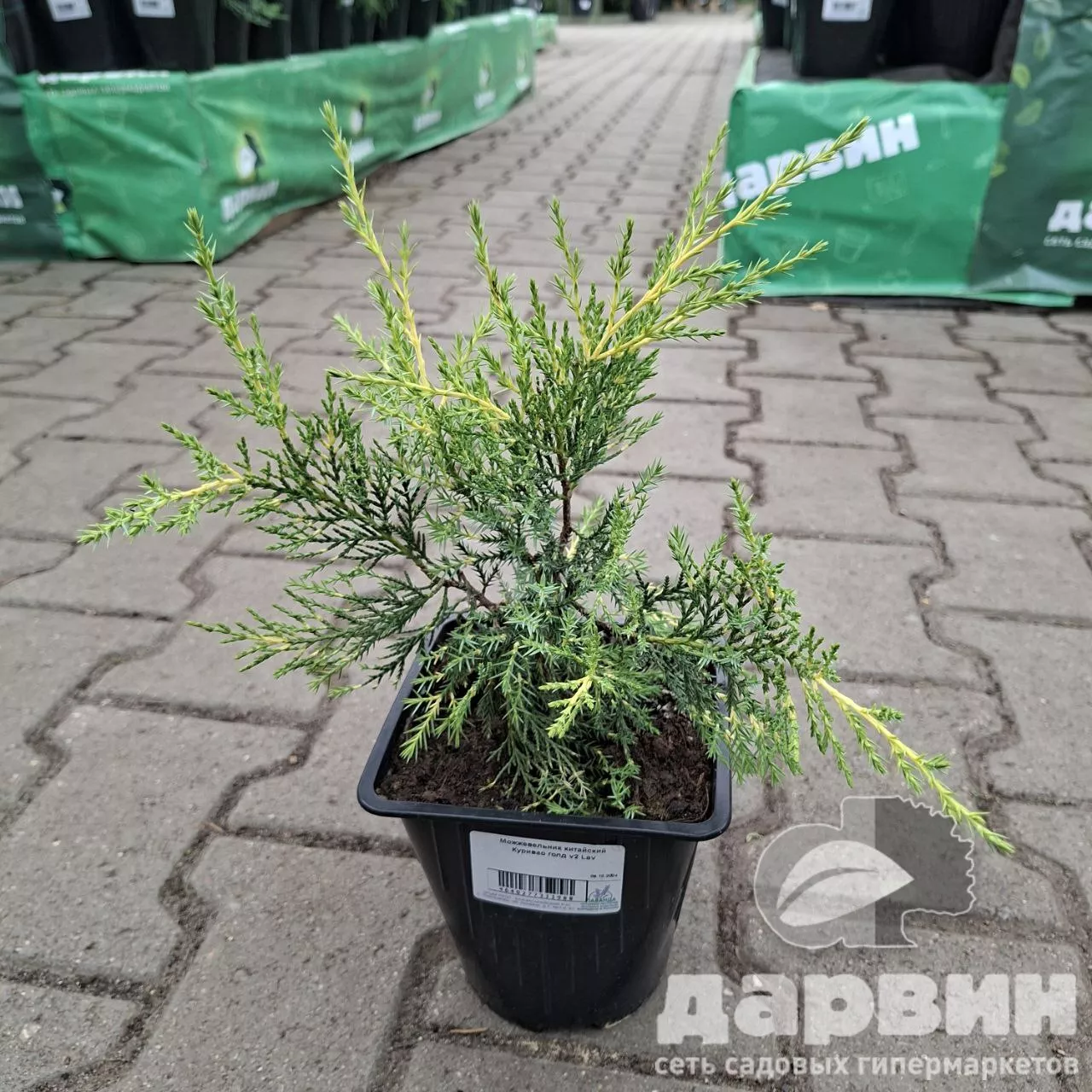 Можжевельник китайский Куривао голд v2 Lav 