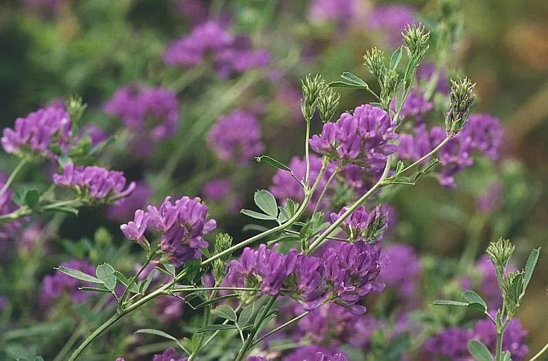 Семена сидерат Люцерна 30г, НК 