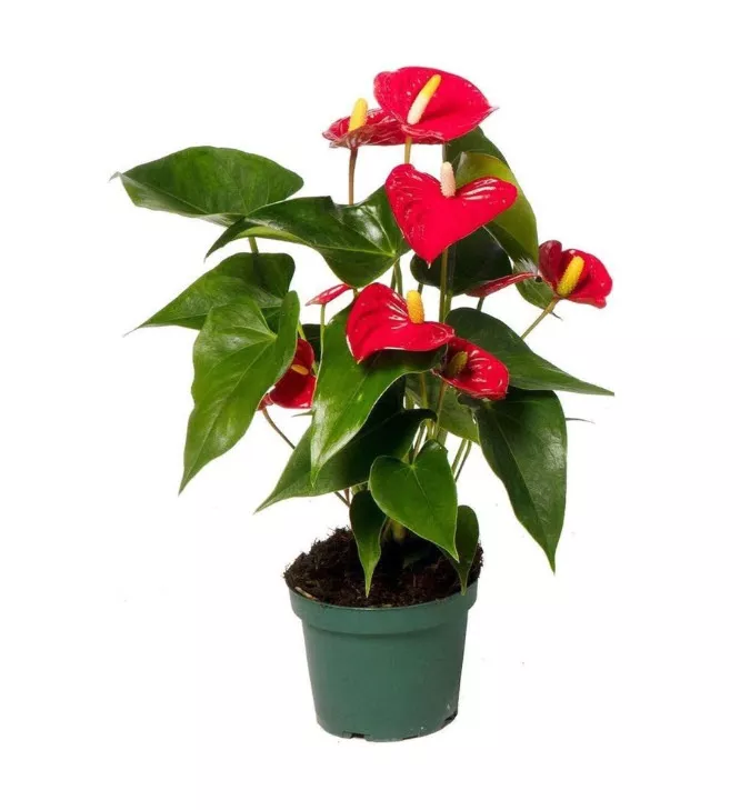 Антуриум ред d12 h40 