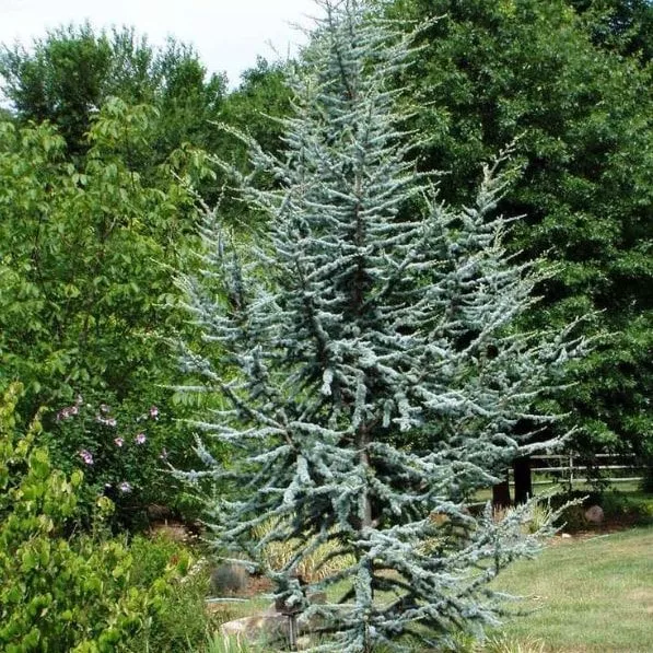 Кедр ливанский Хорстман v4 h60-80 Lav 