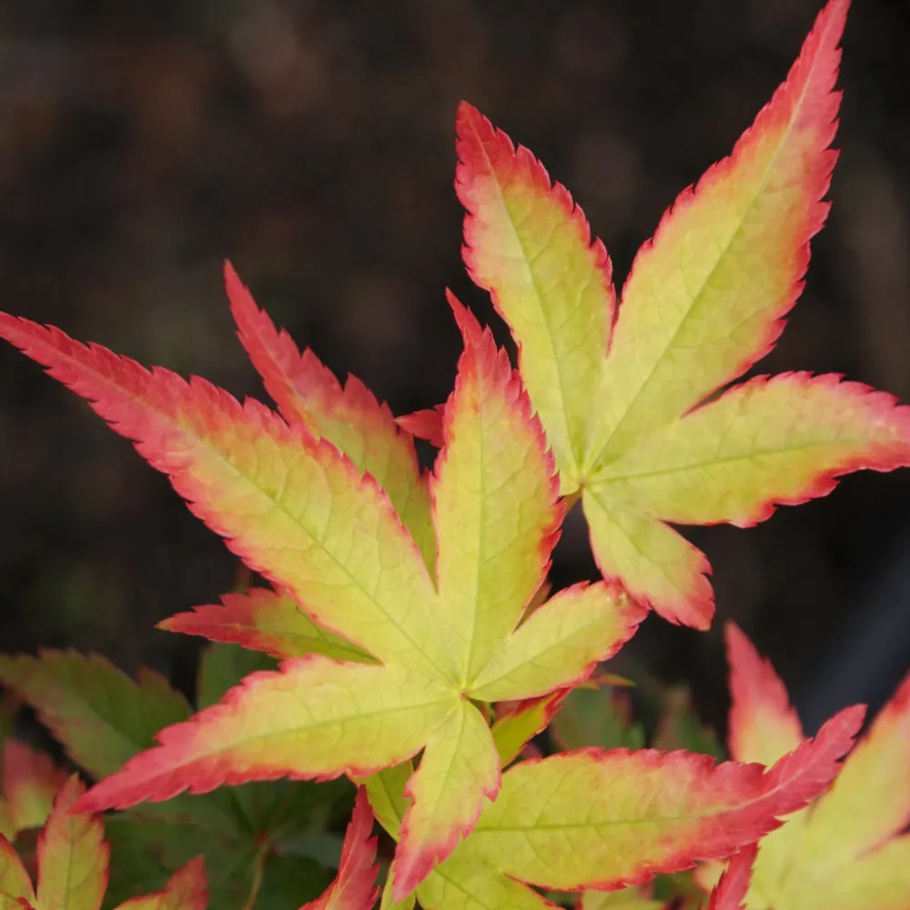 Клен веерный Литл Принцес v5 Lav 