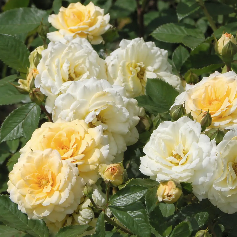 IMG_20260426_220710_032