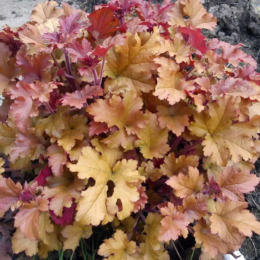 Гейхера D13 bix 