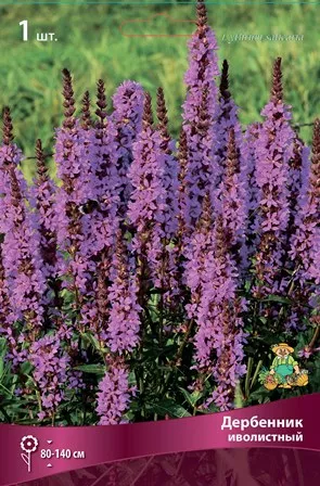 Корневище Дербенник иволистный1 шт Поиск 