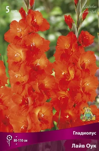 Клубень Гладиолус крупноцветковый Лайв Оук 10/12 5шт Поиск 