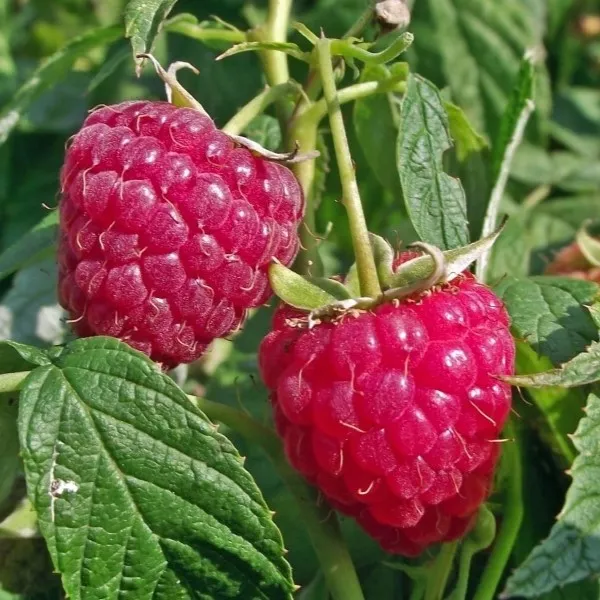 Малина Скромница, красная v5 Tim 