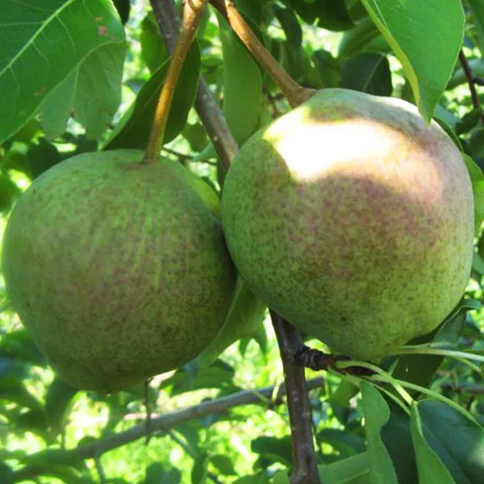 Груша Гера средн v7 120-140 Tim 