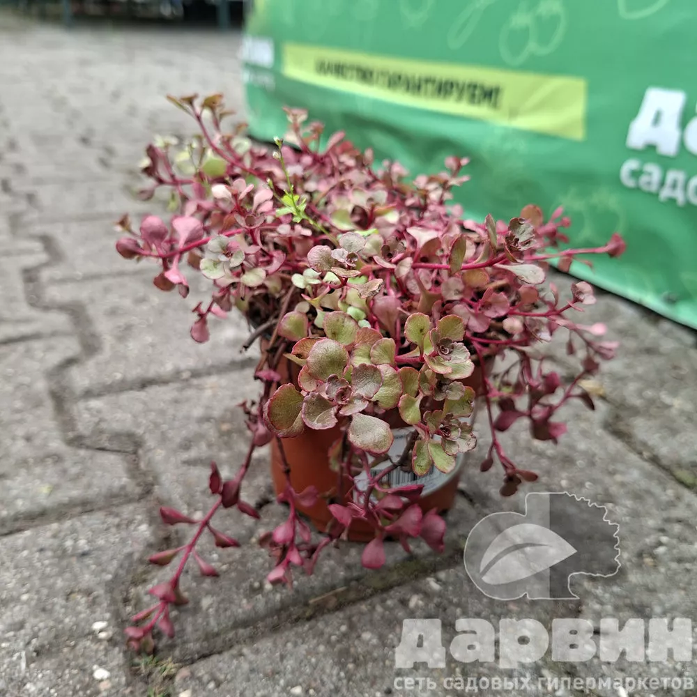 Очиток ложный Кровь Дракона d13 Lav 