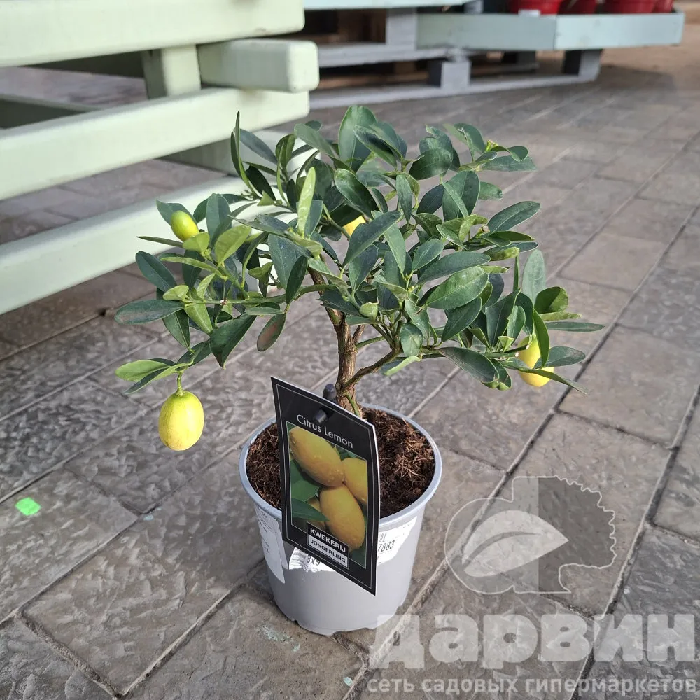 Цитрус Лимон на штамбе d12 h25 