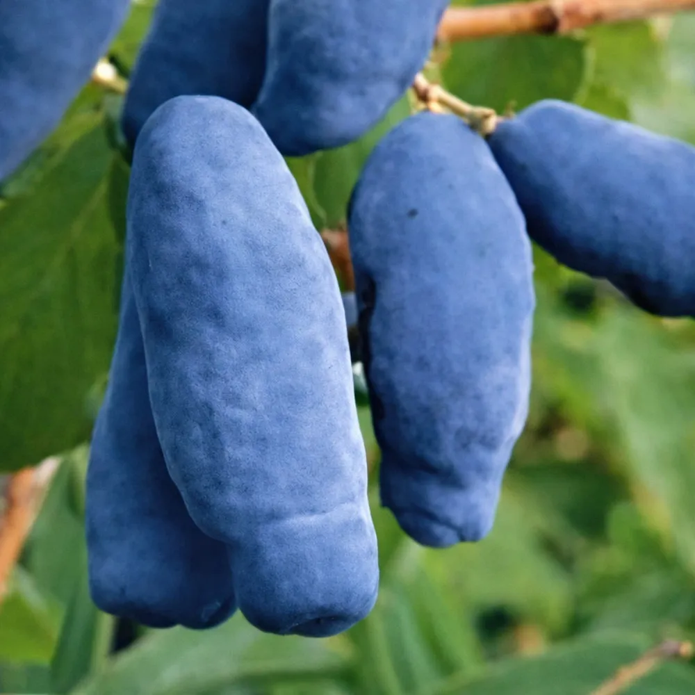 Жимолость Земляничная h40-60 v5 Lav 