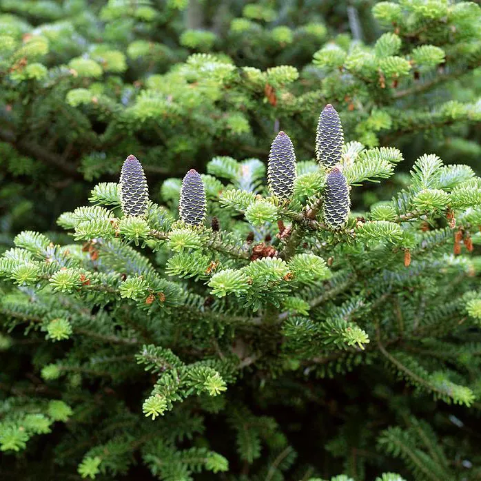 Растение пихта корейская Бревифолиа 20-25см 