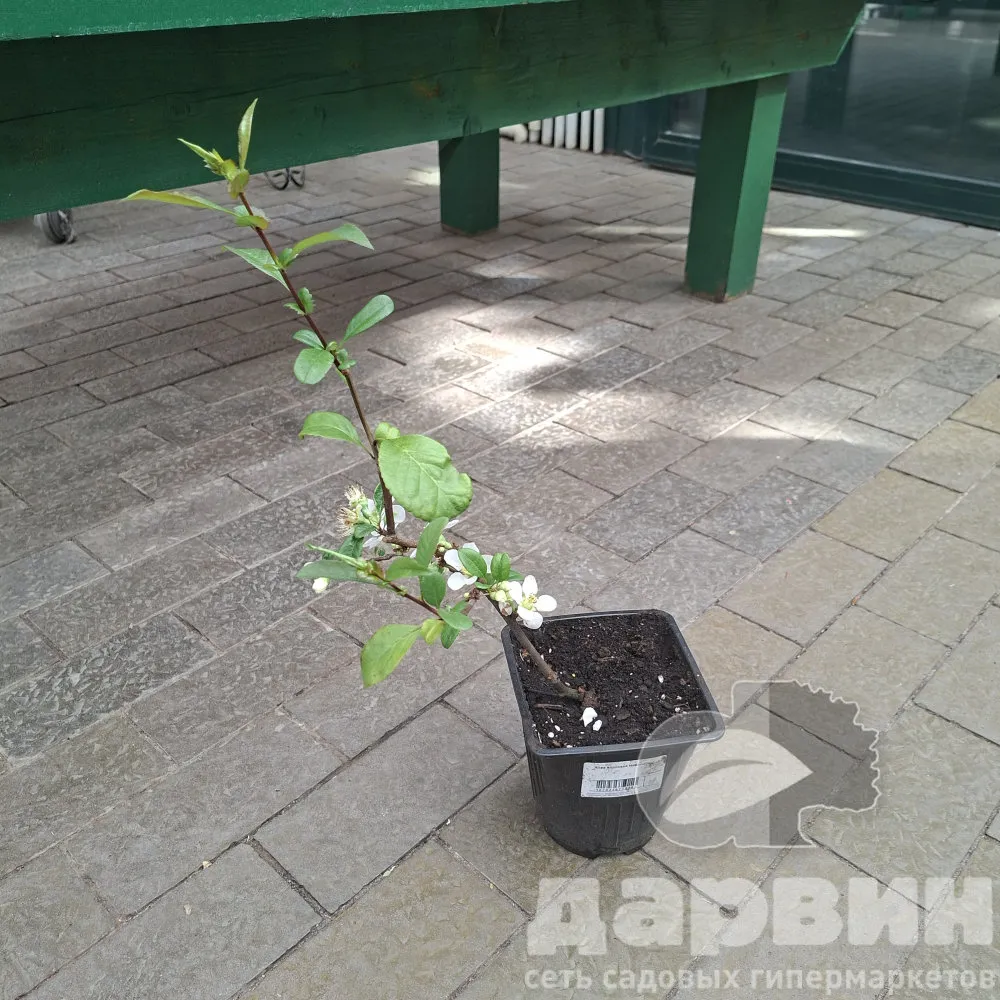 Айва японская Нивалис v2 Lav 