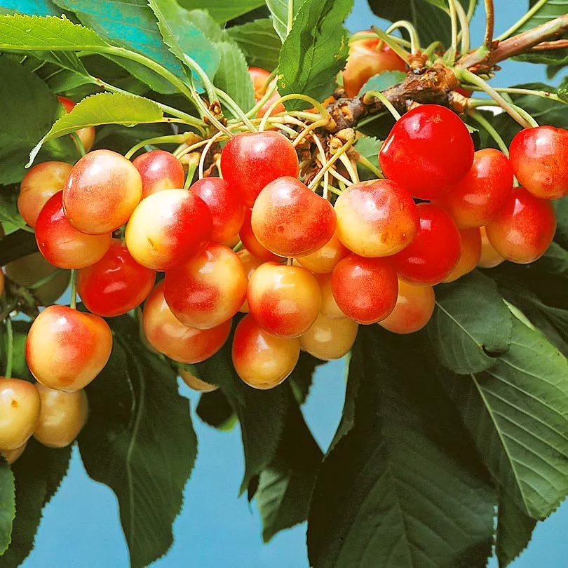 Черешня Красная Горка 3-х летка Tim 