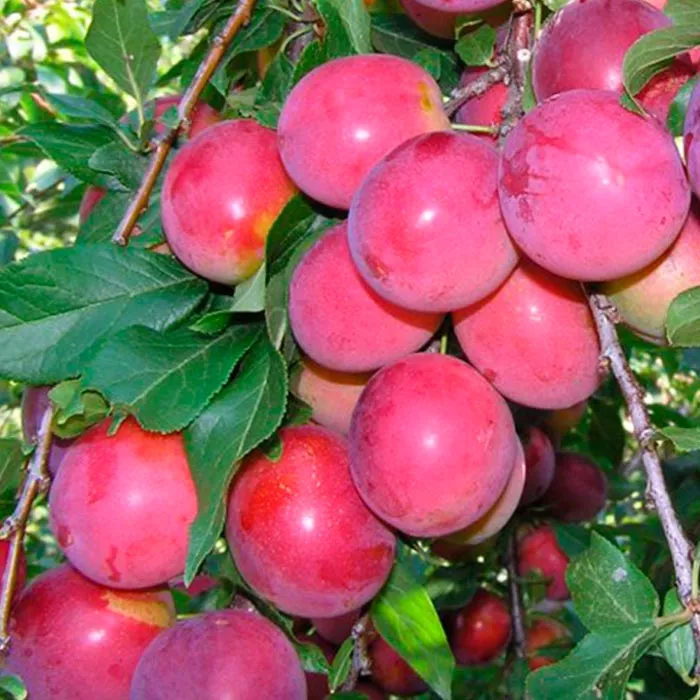 Алыча Найдена v 5-10 Tim по цене  Алыча Найдена v 5-10 Tim