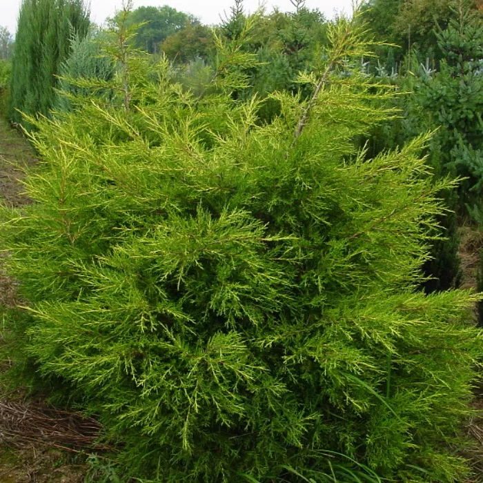 Растение можжевельник китайский Куривао голд с60/150-175 UL 