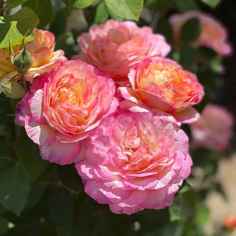 Роза флорибунда Марк Шагал v5 Lav 