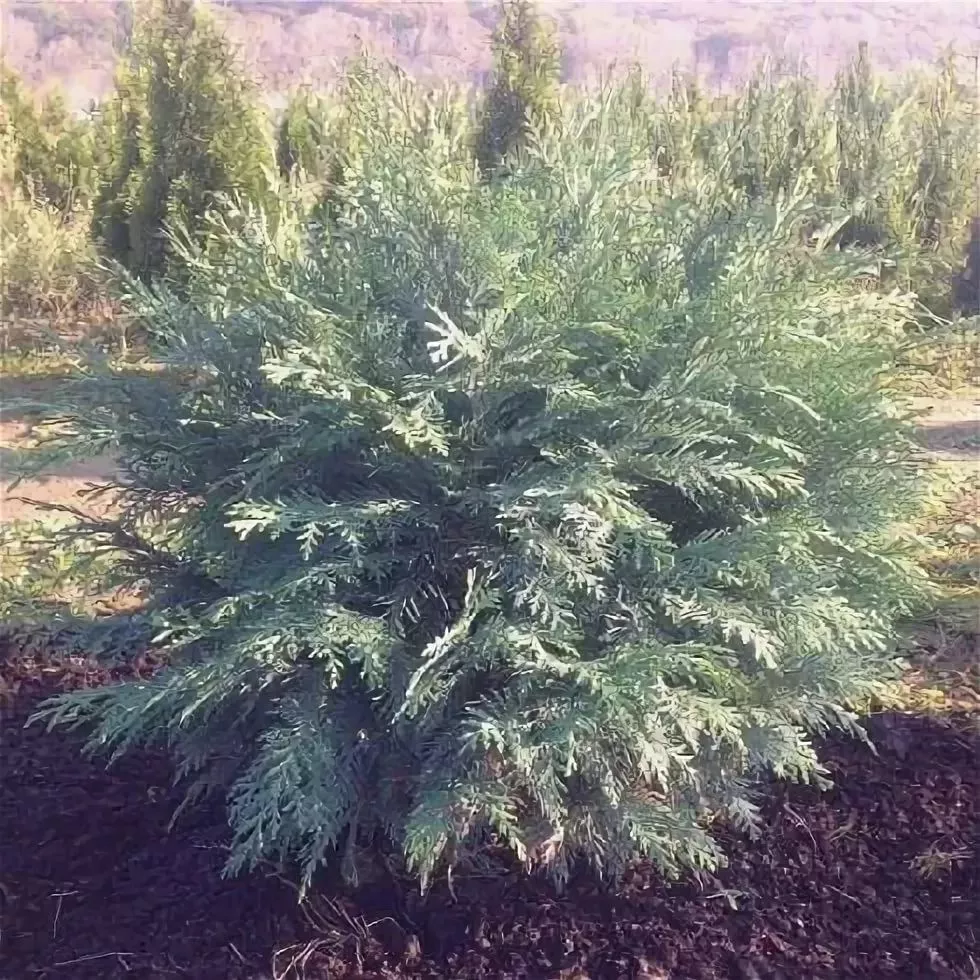 Кипарисовик лавсона Дикс Випинг 175-200 Mt 