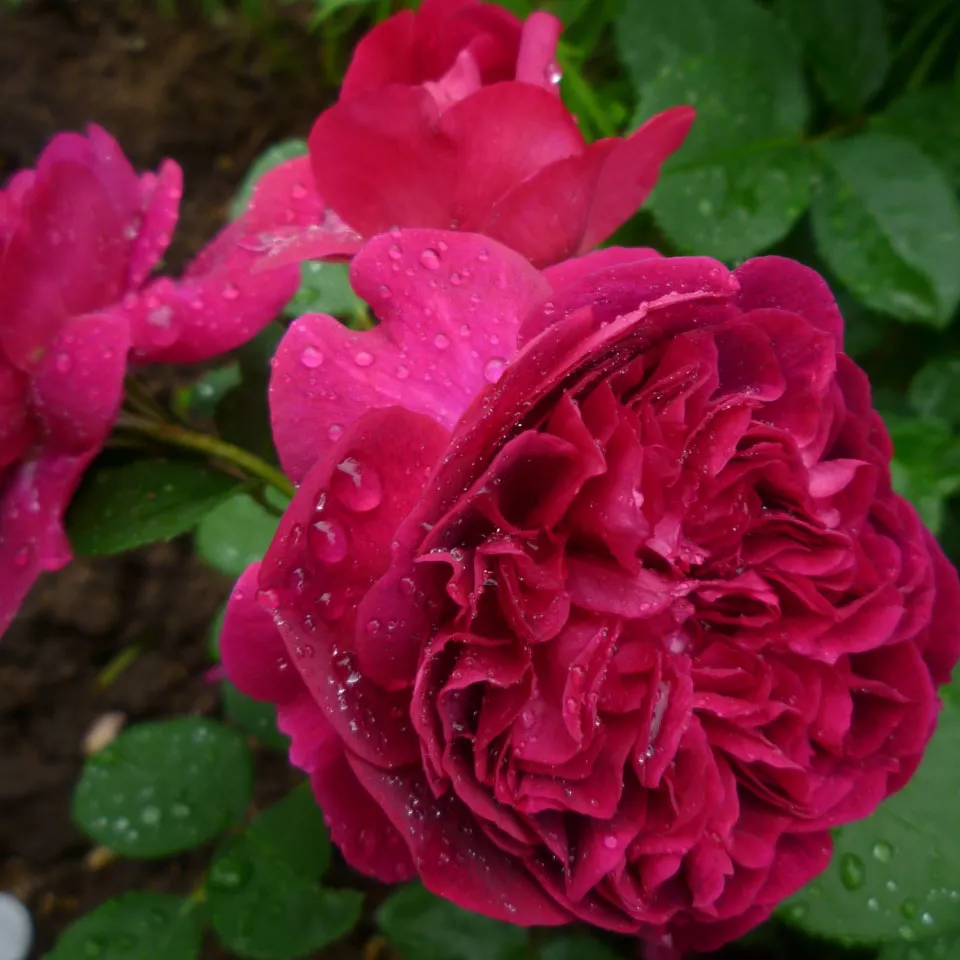 Роза английская Шекспир v5 Tim 