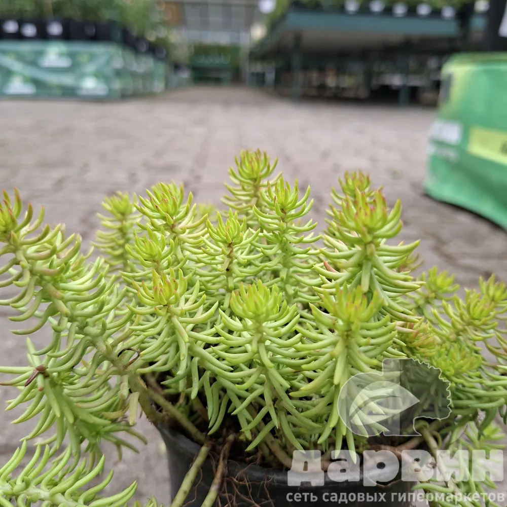 Очиток скальный Ангелина d12 Lav 