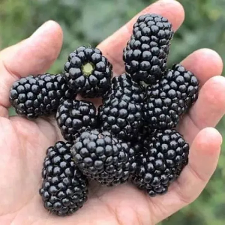 Ежевика Лох Несс v5 25-50 Tim 